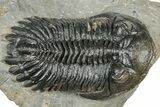 Detailed Hollardops Trilobite Fossil - Ofaten, Morocco #327540-2